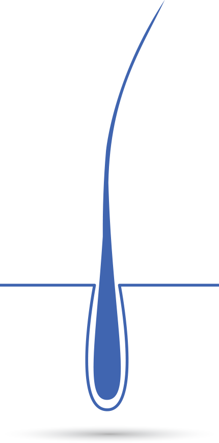 Perrault Follicle Logo