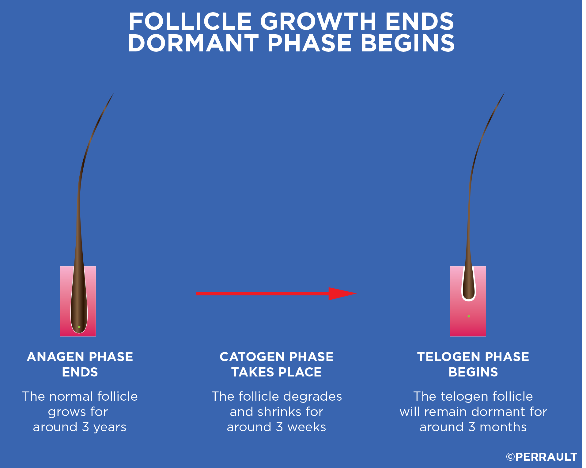 Follicle Growth Ends Dormant Phase Begins