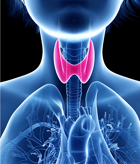 X-Ray of neck with Thyroid highlighted

